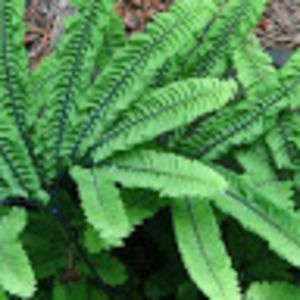 Meet your Posher, Fern